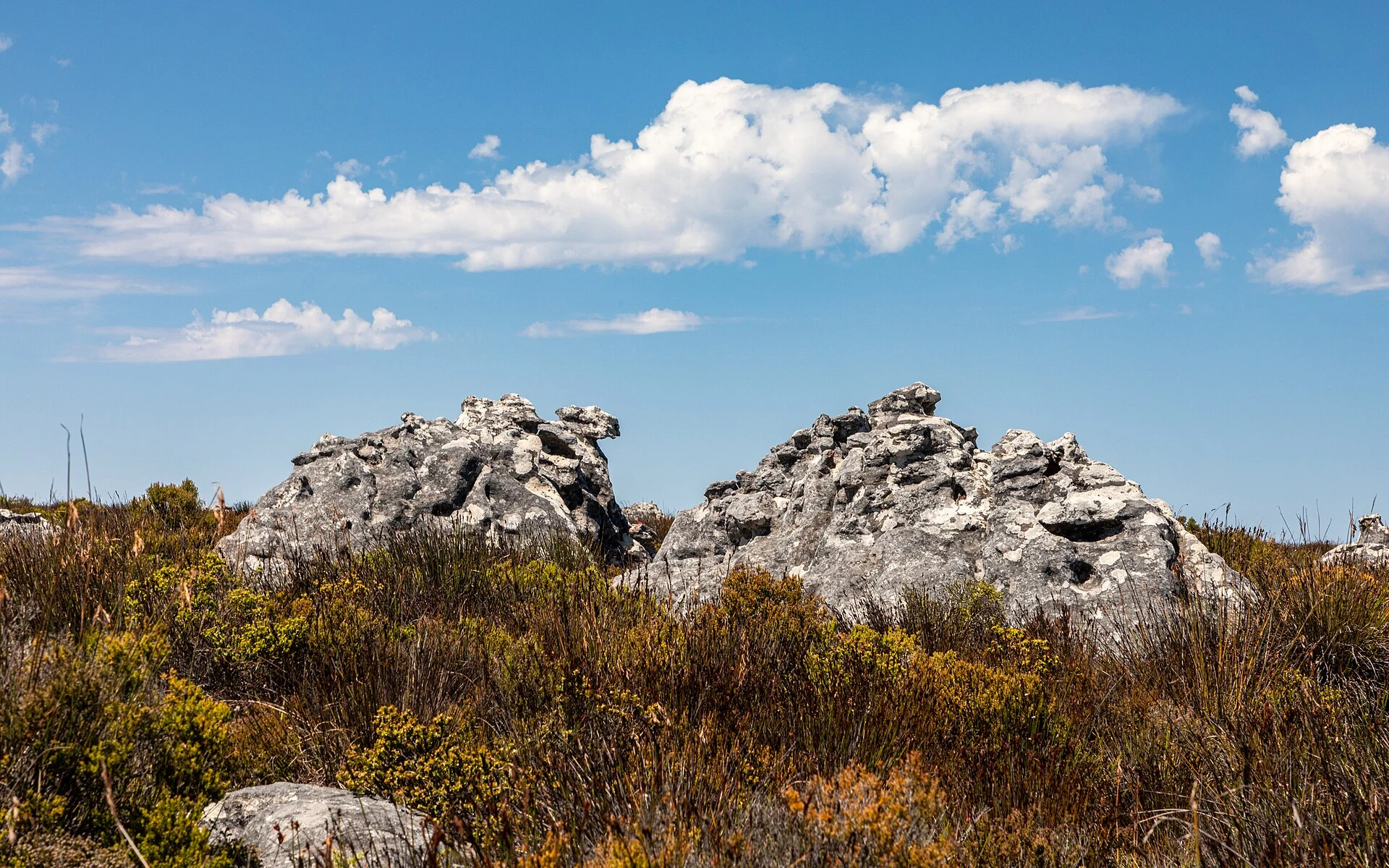 Felsen und Vegetation auf dem Tafelberg
